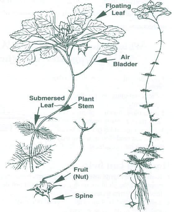 Water Chestnut Invasive